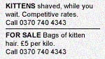 kittens.jpg